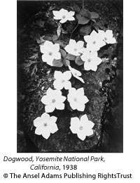 Dogwood, Yosemite National Park, California, 1938

