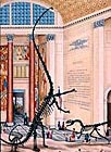 Barosaurus, American Museum of Natural History, 1992